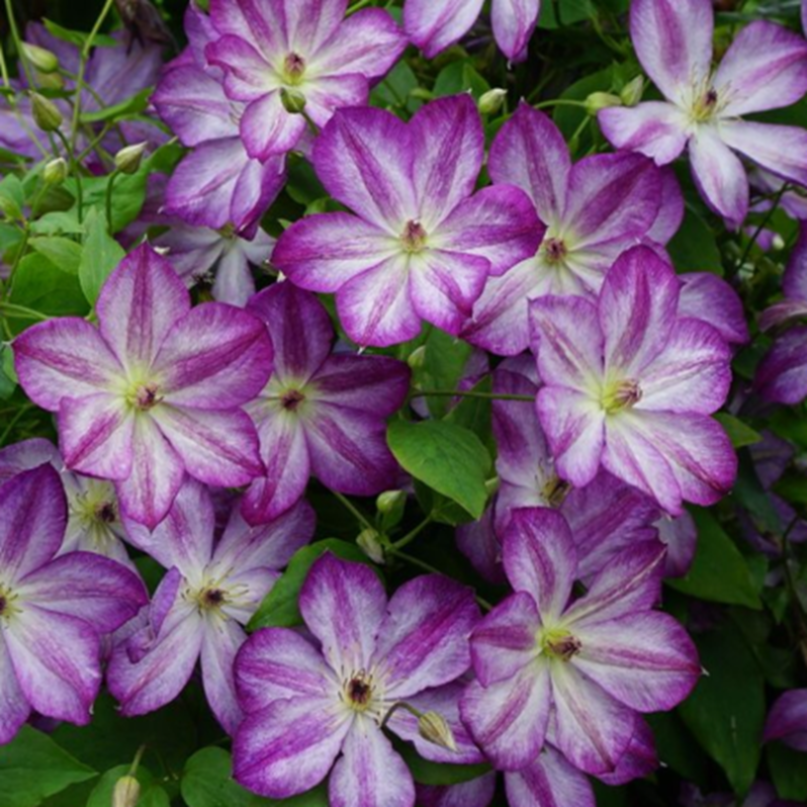 Клематис гибридный Перниль